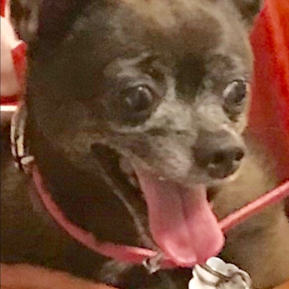 🎉🌈posh ambassador🌈🎉 - Picture 4 of 7